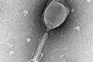 Un estudi valencià revela que virus i bacteris es comuniquen per a decidir estratègies de contagi