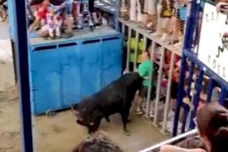 VÍDEO | Un bou cornea a un home dins del cadafal en les festes de Sant Pere del Grau de Castelló