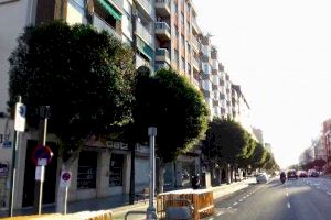 El PP denuncia que Valencia ha perdido en cinco meses más de 418 árboles