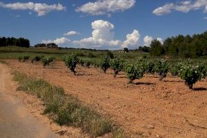 El mes de junio ha sido el más seco de los últimos 20 años en la comarca de Requena Utiel