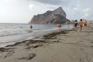 Calp mantiene los restos de pradera de posidonia en sus playas en cumplimiento del decreto del Consell