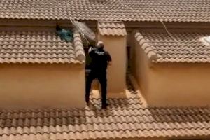 A la caça del paó molest: la Policia Local del Pilar de la Foradada captura a un exemplar en una teulada