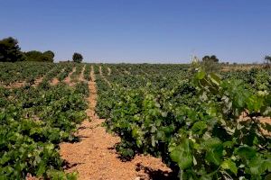 Requena formará parte de la DO Cava en representación de los intereses de los viticultores valencianos