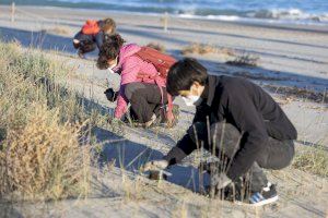 Castelló organitza una jornada de voluntariat ambiental per a millorar l'ecosistema de les platges i l'hàbitat del corriol