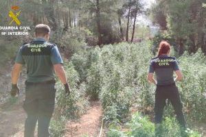 Desmantelan una plantación de marihuana con 3.000 plantas en una finca de Vall d'Alba