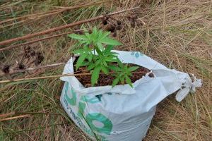 Retiran una pequeña plantación ilegal de marihuana localizada en el Millars