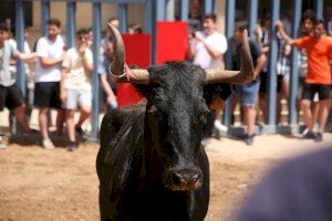 Un corneado por una vaquilla durante los bous al carrer de Picassent