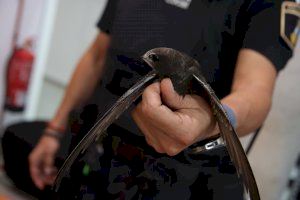 El vecindario de Alaquàs rescata a dos aves protegidas y la Policía Local las traslada al Centro de Recuperación