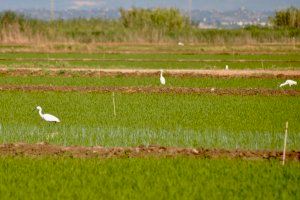Redada en cultivos valencianos: Detectan riegos ilegales y contadores manipulados