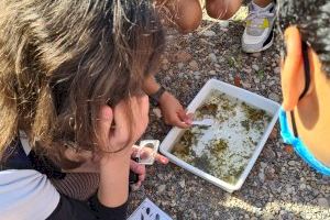 Prop de 1.800 escolars de Borriana han participat en la campanya d'educació ambiental de l'Ajuntament i la Fundació Limne