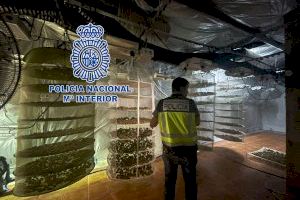 A presó els sis detinguts a Alacant que distribuïen droga al nord i centre d'Europa