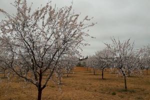 Agricultores de la provincia de Valencia participarán en una visita profesional a campos de pistacho y almendros de la provincia de Albacete