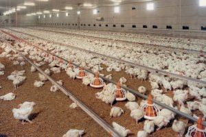 La Vall d'Uixó tindrà una macrogranja per a 150.000 pollastres pese al rebuig ecologista