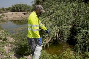 Castellón ya ha destinado más de 330.000 euros a la lucha contra los mosquitos