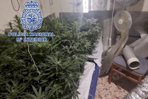 Localizan una plantación de marihuana en un piso de Alicante que se estaba inundando