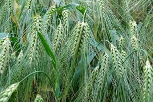 La Comisión propone excepciones temporales a la rotación de cultivo y las superficies no productivas para aumentar la producción de cereales