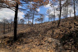 La Universitat de València lidera un programa europeu per a frenar els grans incendis forestals