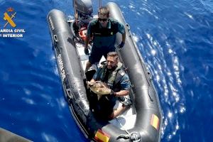 Rescatan en Alicante una tortuga boba atrapada en una red de pesca ilegal