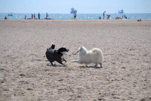 Burriana permitirá el acceso de mascotas a sus playas