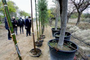 Alicante repone más de 1.600 árboles en alcorques y parques de la ciudad y planta más de 350 palmeras