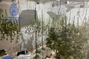 Dos detenidos en Buñol por una plantación indoor de marihuana