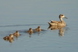 L'estany de Pujol, un xicotet refugi per a les aus litorals a la Devesa