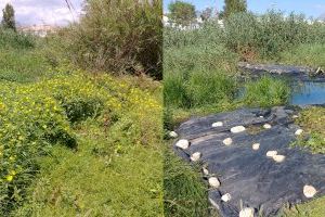 Medi Ambient realitza labors de neteja i desbrossament en el riu Algar