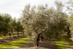 Los agricultores valencianos prevén un descenso del 75% en la cosecha de aceitunas de esta campaña