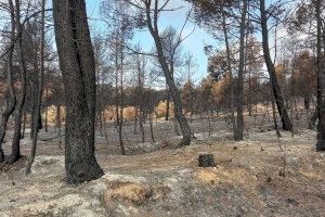 Los agricultores estiman que el incendio de Venta del Moro afectó a unas 230 hectáreas de cultivo