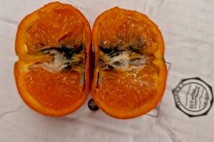 Los agricultores valencianos manifiestan su preocupación ante las naranjas sudafricanas infestadas con falsa polilla