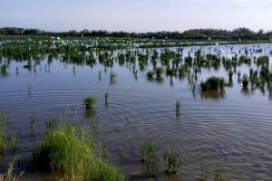 Los arroceros valencianos piden compensaciones por los daños de la avifauna en 150 arrozales de La Albufera