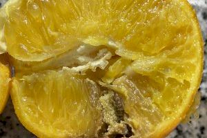 AVA pide explicaciones ante un posible acuerdo para permitir el desembarco de naranjas de Sudáfrica sin tratamiento en frío