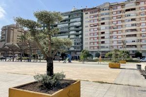 La plaça de la Generalitat compta amb noves oliveres ornamentals