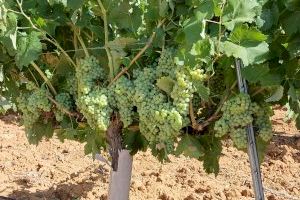 Se aproxima la vendimia de uvas para cavas en Requena