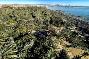Alicante cierra parques y plazas por el riesgo de caída de ramas por el calor y el viento