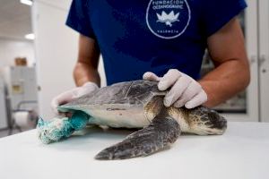 La historia de Paolo: La tortuga que fue rescatada por una familia cuando navegaba en Oropesa