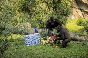 Fiesta de cumpleaños “animal” en BIOPARC Valencia por el 6º aniversario de la gorila Virunga
