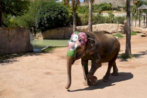 Cumple 50 años la elefanta Pepita, una historia de superación en Benidorm