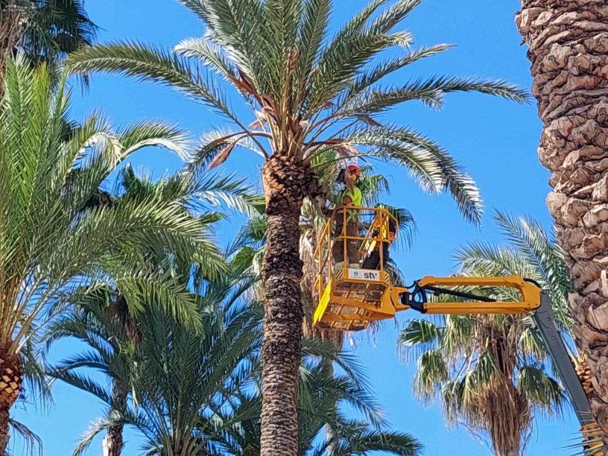 Alicante planta 80 nuevas palmeras este verano en sus principales accesos,  playas y centro de la ciudad