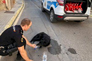 Pájaros, perros y jabalíes: Las imágenes que ha dejado la fauna en los incendios de la Comunitat Valenciana