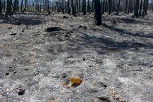Estas son las ayudas para paliar daños y recuperar las zonas afectadas en los incendios de Bejís y la Vall d'Ebo