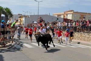 Vall d’Alba se convierte este fin de semana en capital taurina de la provincia con dos encierros de toros cerriles