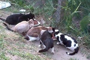 La Diputación aporta 3.700 euros para tratamientos de esterilización de colonias de gatos de El Campello