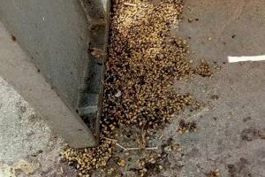 El PSOE de Massanassa denuncia una plaga de larvas en el Paseo de la Calle 9 d’Octubre