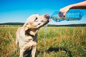 Cómo evitar un golpe de calor en los perros