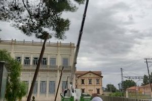 El Ayuntamiento de Villena solamente podará antes de Fiestas los árboles que puedan causar riesgo o daños a las viviendas