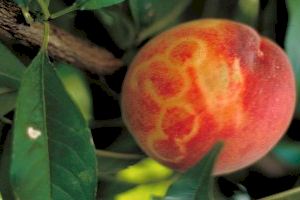 La fruta de verano podría ser irrelevante por los continuos descensos de cosecha y la falta de rentabilidad
