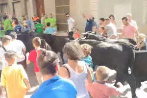 Una ONG animalista denuncia al Ayuntamiento de Nules y la peña organizadora de una exhibición taurina para niños