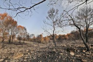 La Diputación alerta de que la Generalitat tiene bloqueados 43 planes de prevención de incendios forestales en la provincia de Alicante