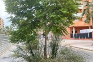 Giner denuncia la vegetación ‘asilvestrada’ en Malilla, frente a la nueva Fe